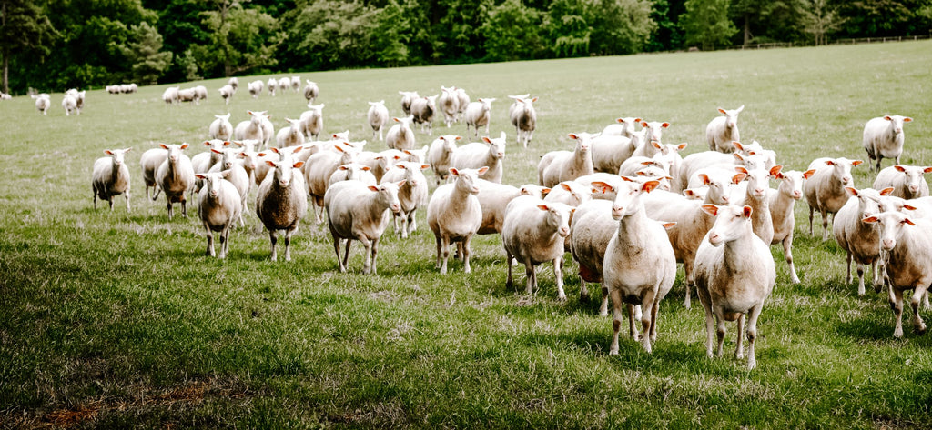 Experience the Health Benefits of Artisan Sheep Milk Cheese: A Nutritious and Delicious Alternative