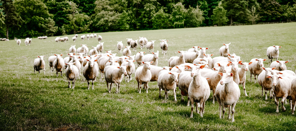 SHEEP MILK CHEESES